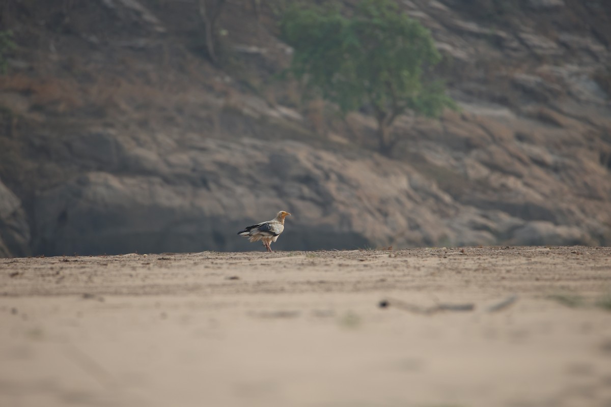 Egyptian Vulture - ML619799326