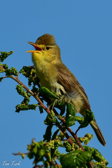 Melodious Warbler - ML619799328