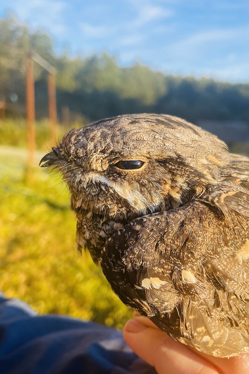 Eurasian Nightjar - ML619799331