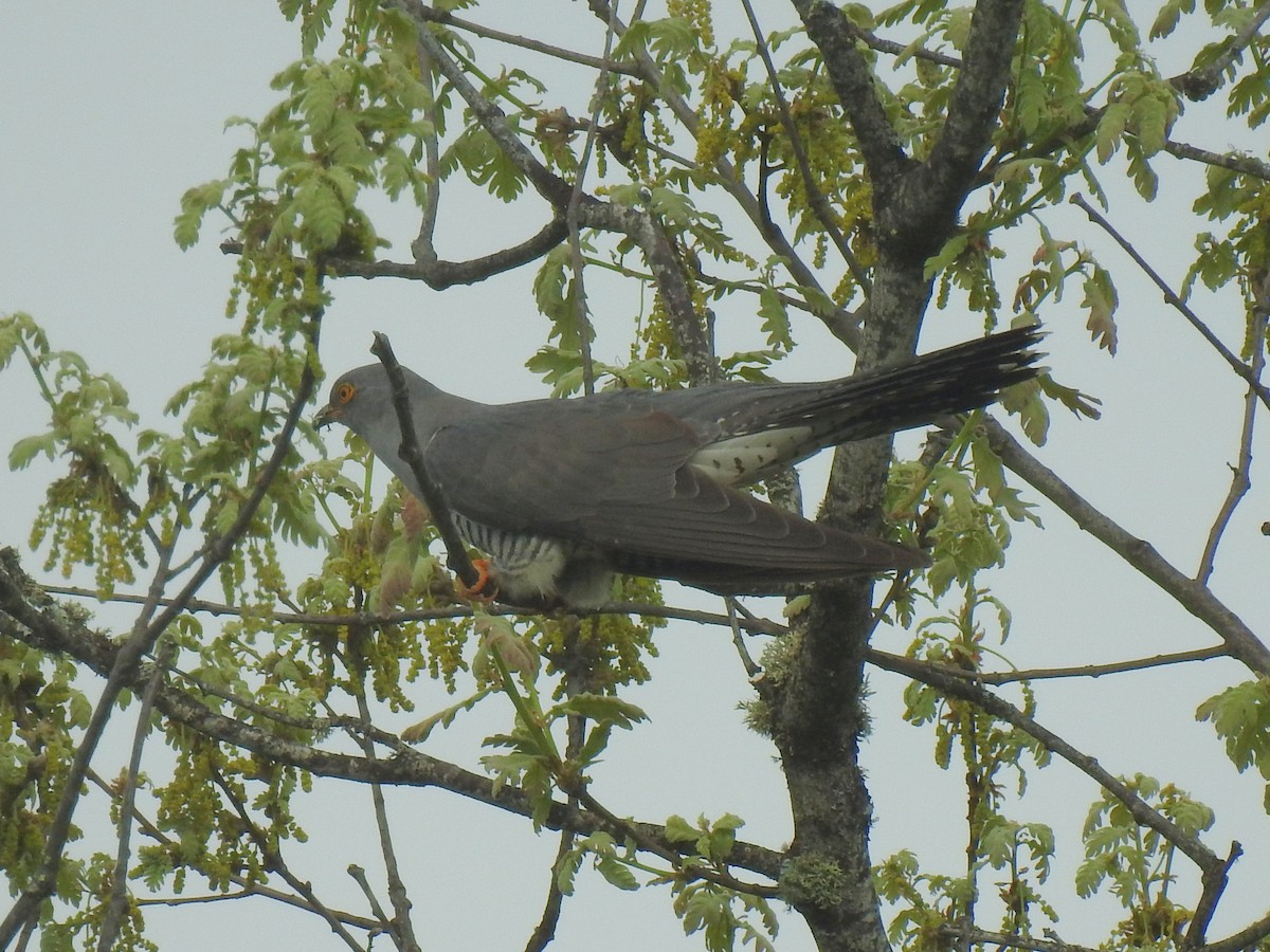 Common Cuckoo - ML619799373