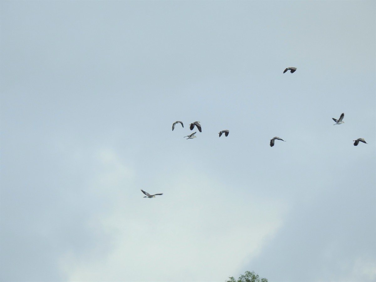 Masked Lapwing - ML619799399