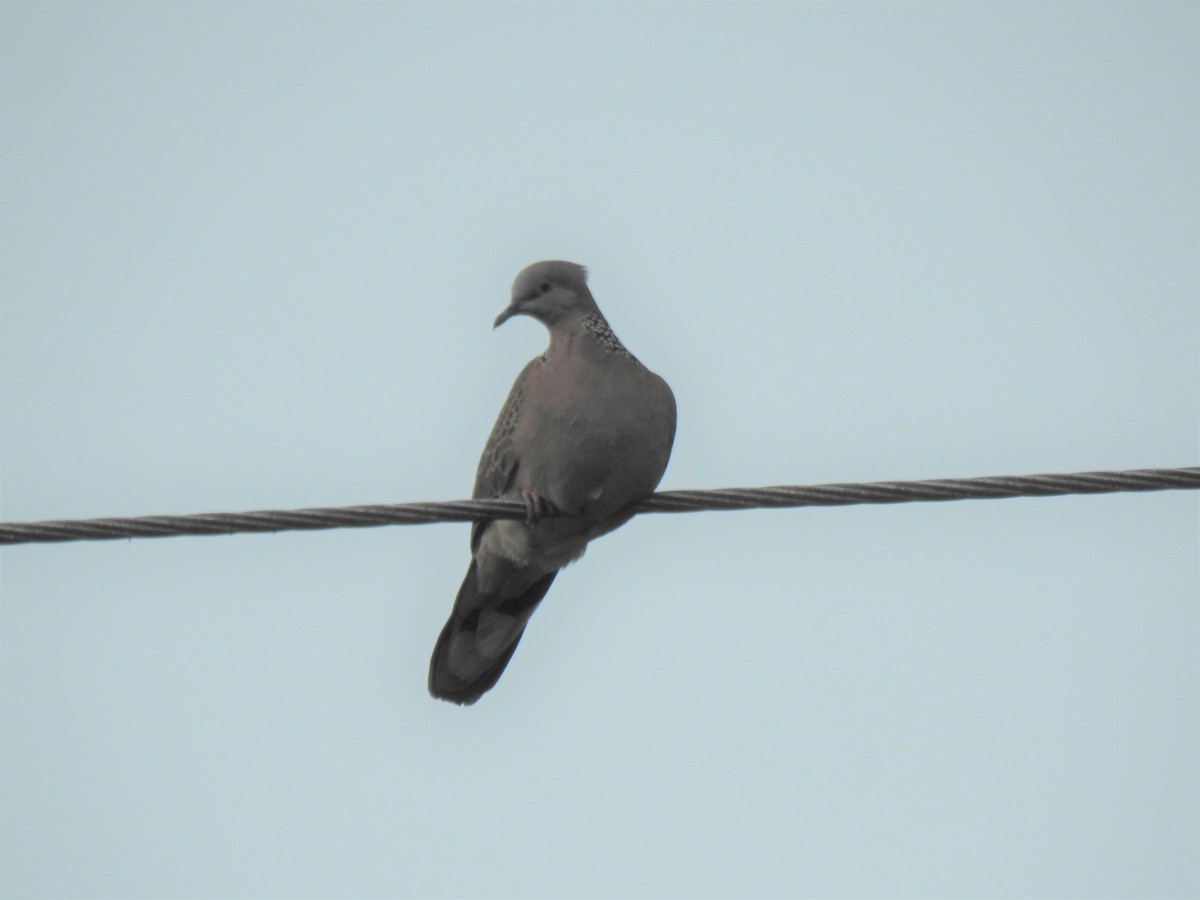 Spotted Dove - ML619799402