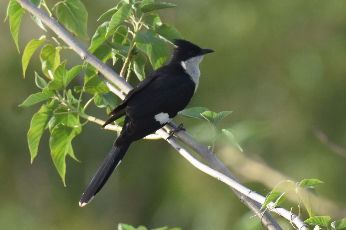 Pied Cuckoo - ML619799411