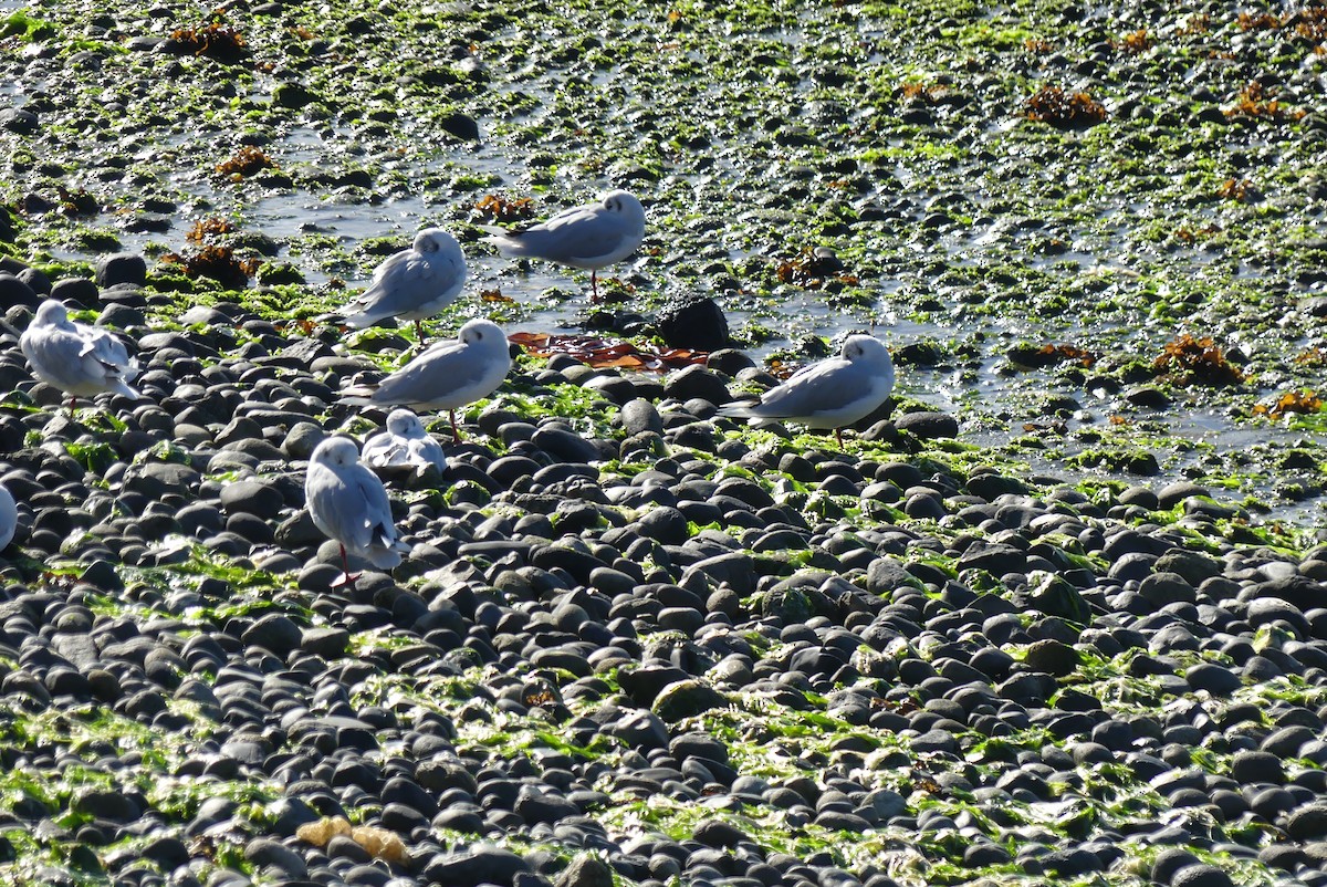 Brown-hooded Gull - ML619799420