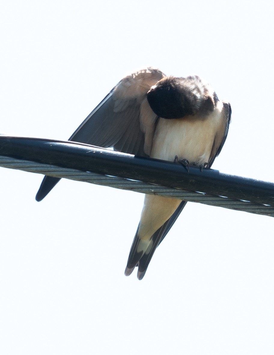Barn Swallow - ML619799441