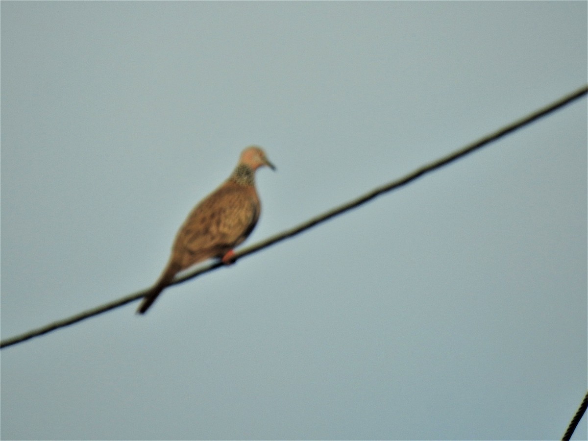 Spotted Dove - ML619799443
