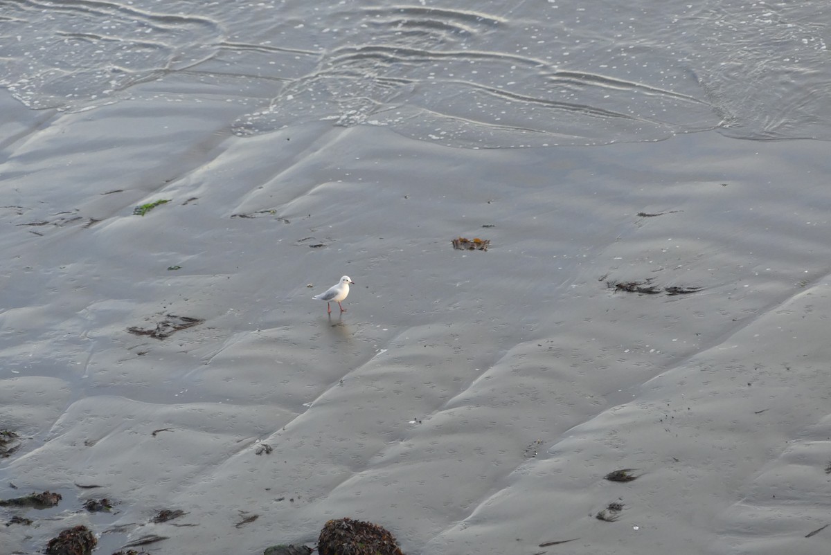 Brown-hooded Gull - ML619799445