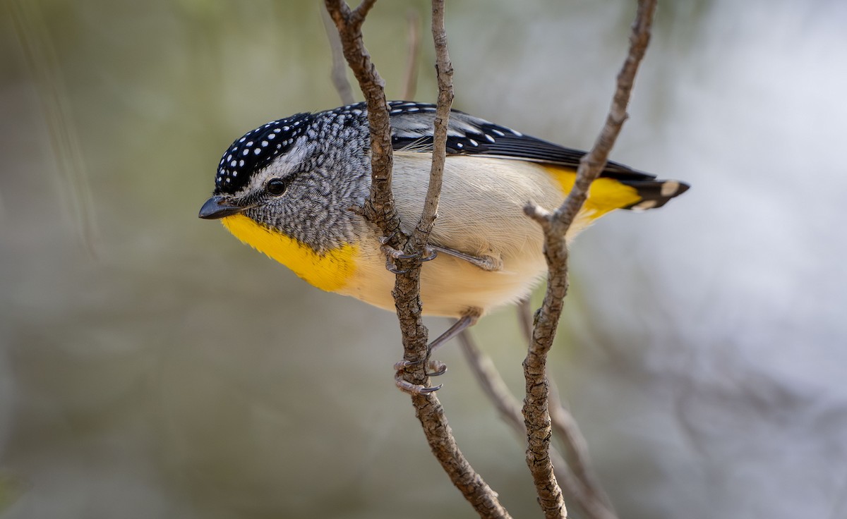Spotted Pardalote - ML619799449