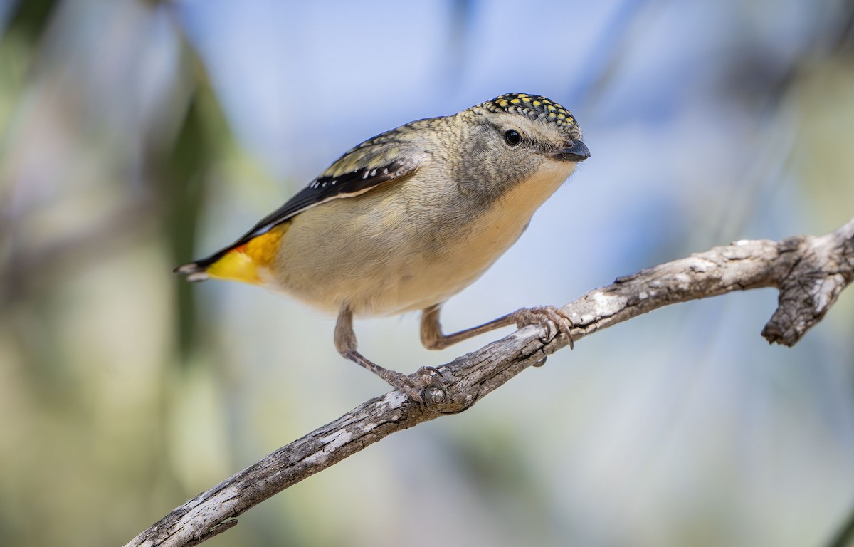 Spotted Pardalote - ML619799450