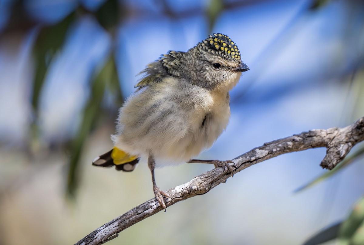 Spotted Pardalote - ML619799451
