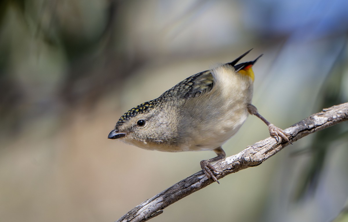 Spotted Pardalote - ML619799452