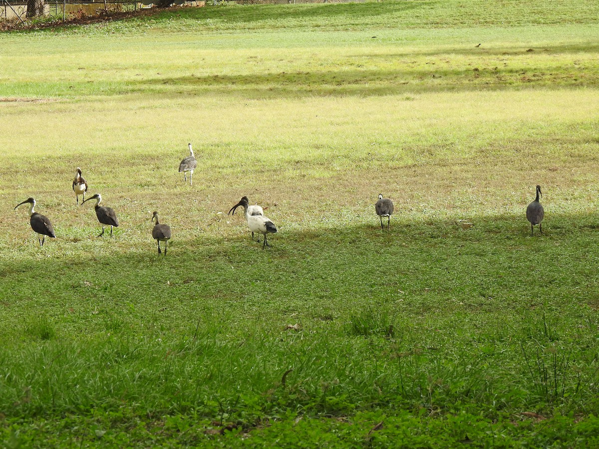 ibis slámokrký - ML619799462