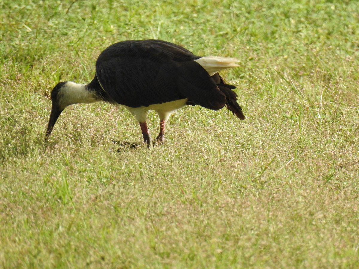 ibis slámokrký - ML619799477