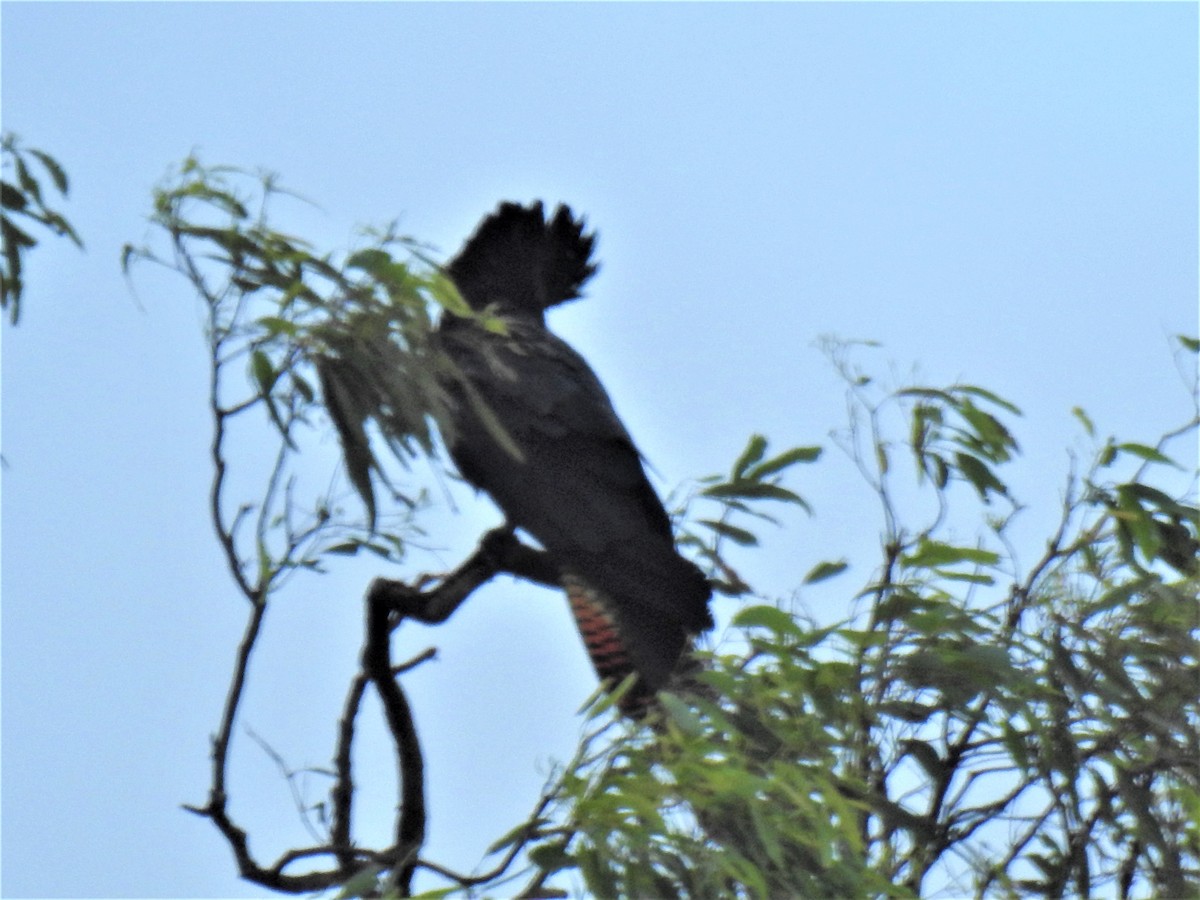 Red-tailed Black-Cockatoo - ML619799493