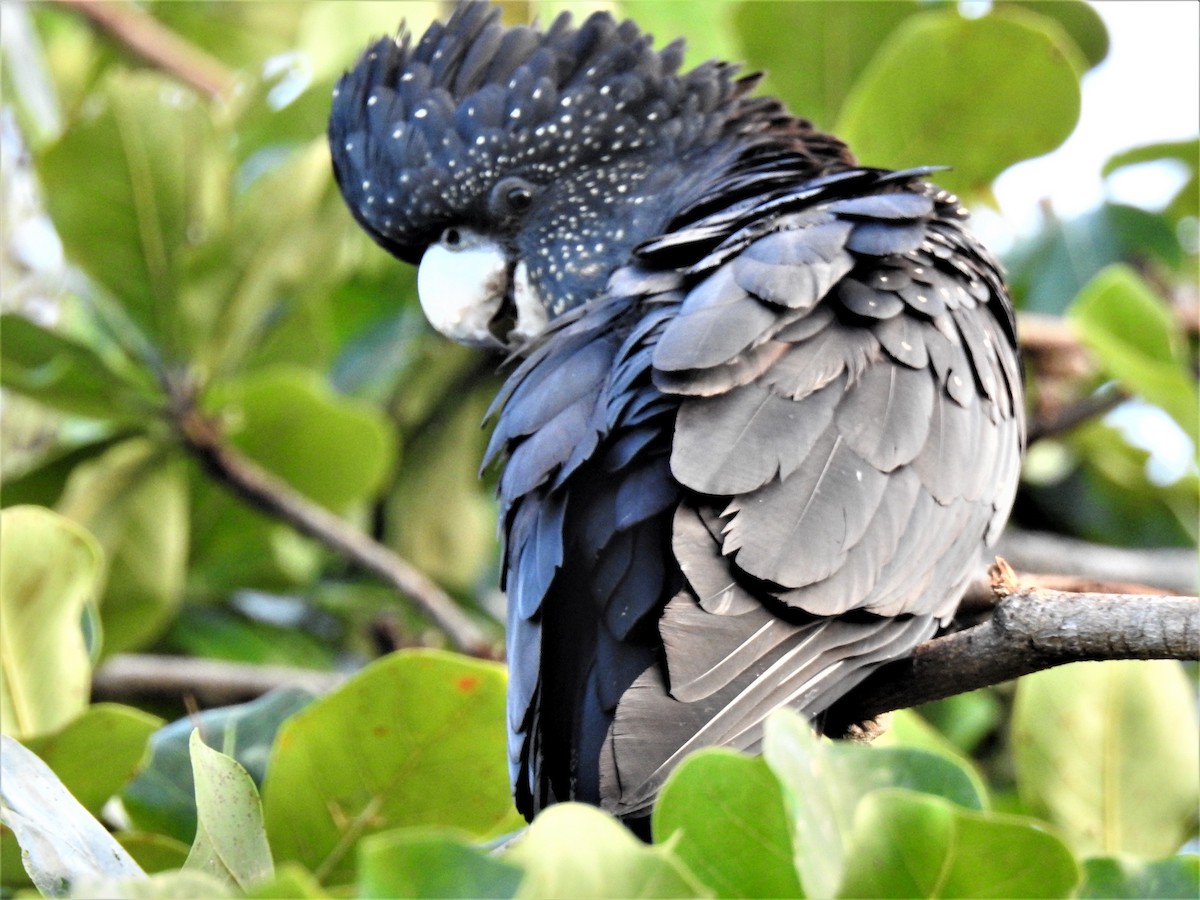 Red-tailed Black-Cockatoo - ML619799510