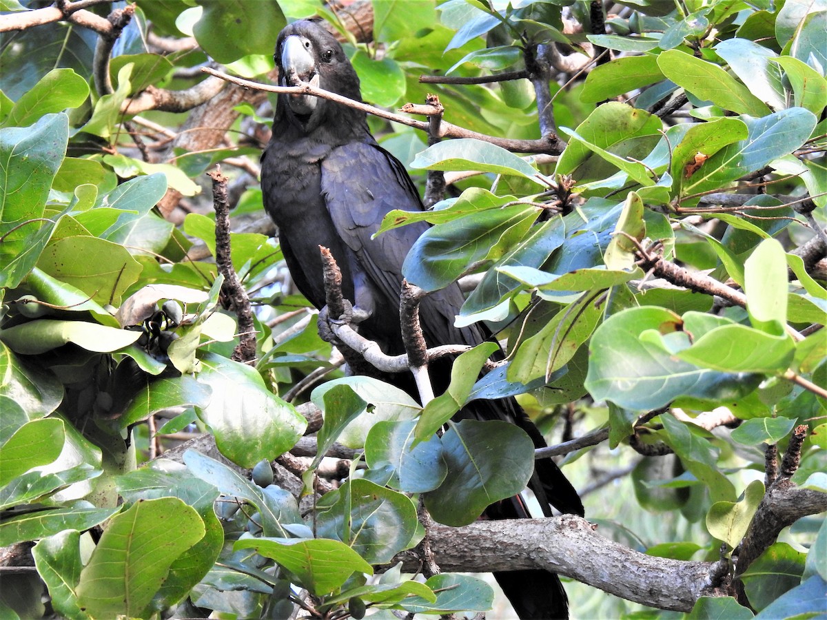 Red-tailed Black-Cockatoo - ML619799512