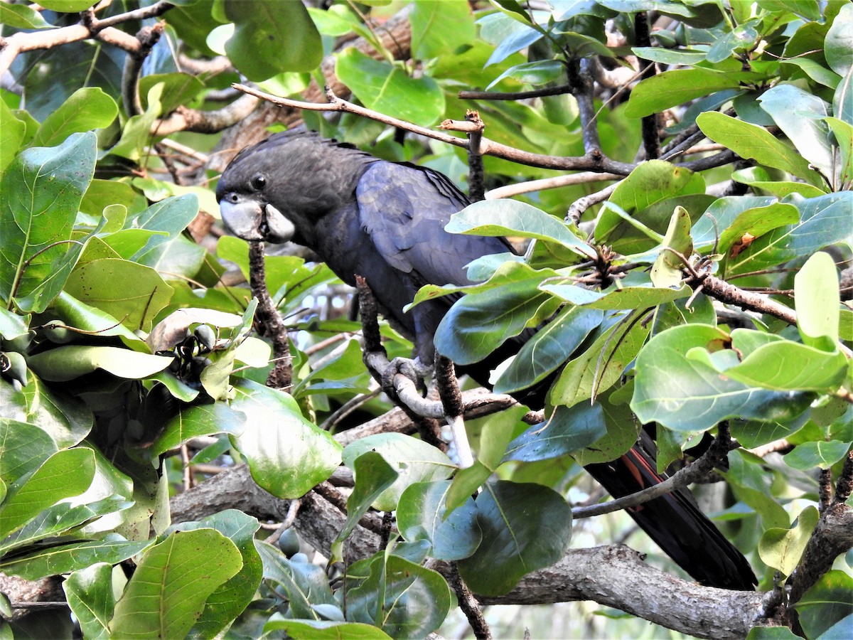 Red-tailed Black-Cockatoo - ML619799516