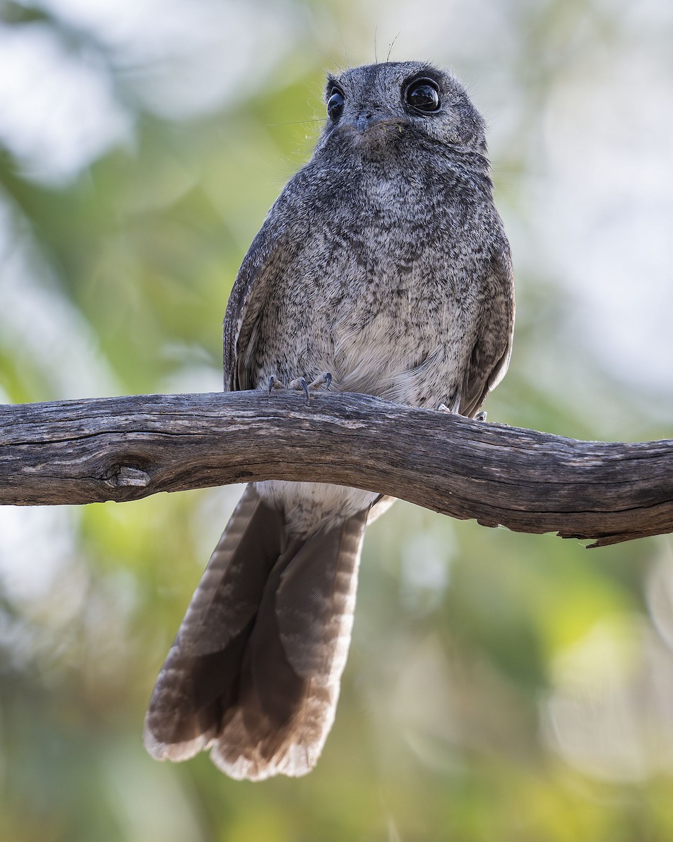 Australian Owlet-nightjar - ML619799558