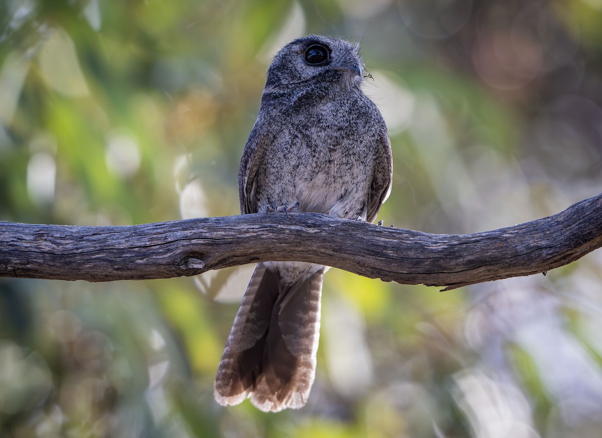 Australian Owlet-nightjar - ML619799561
