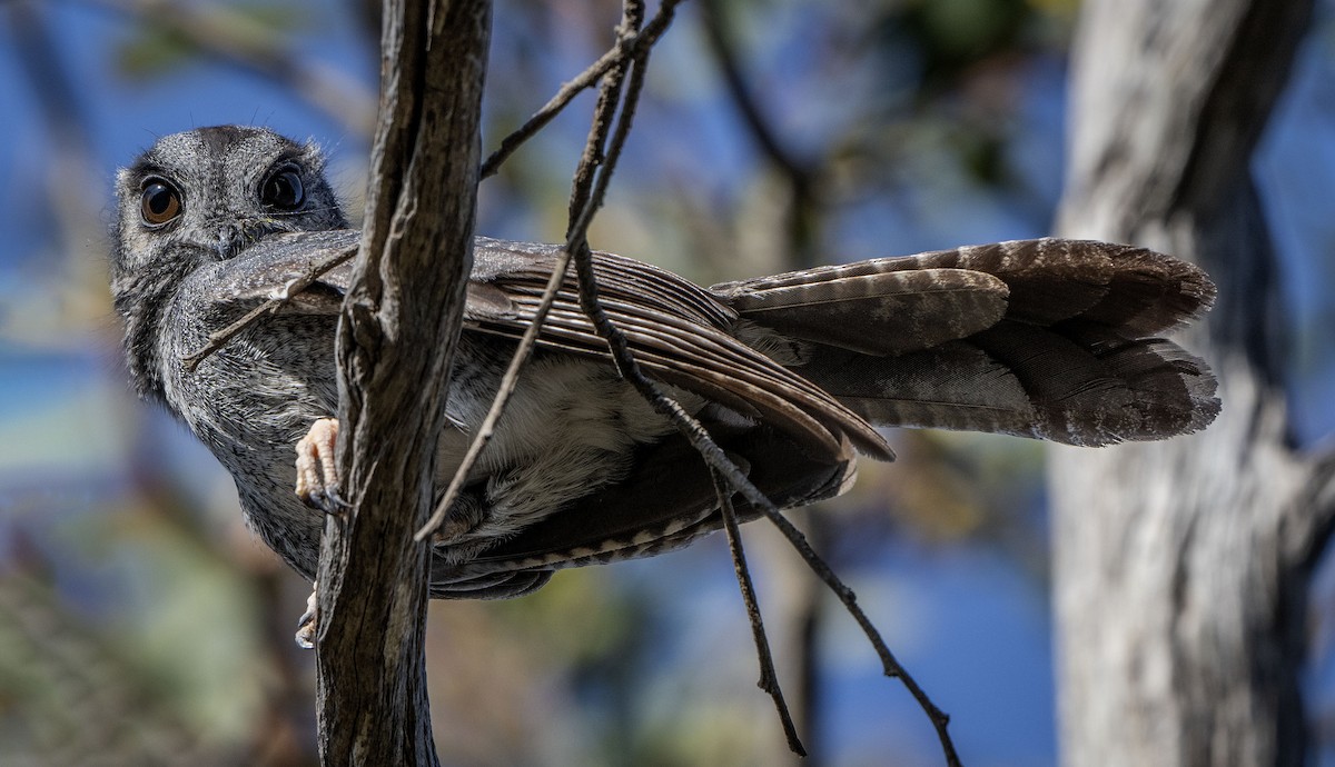 Australian Owlet-nightjar - ML619799562