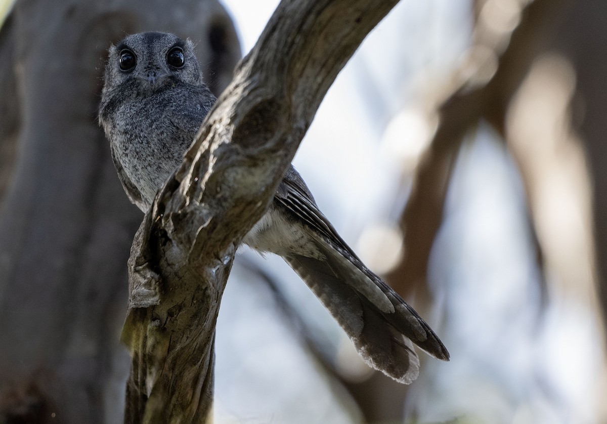 Australian Owlet-nightjar - ML619799563
