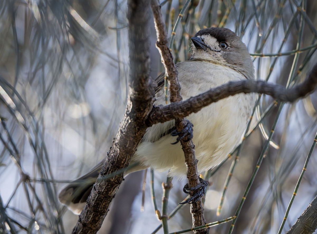 Southern Whiteface - Philip Griffin