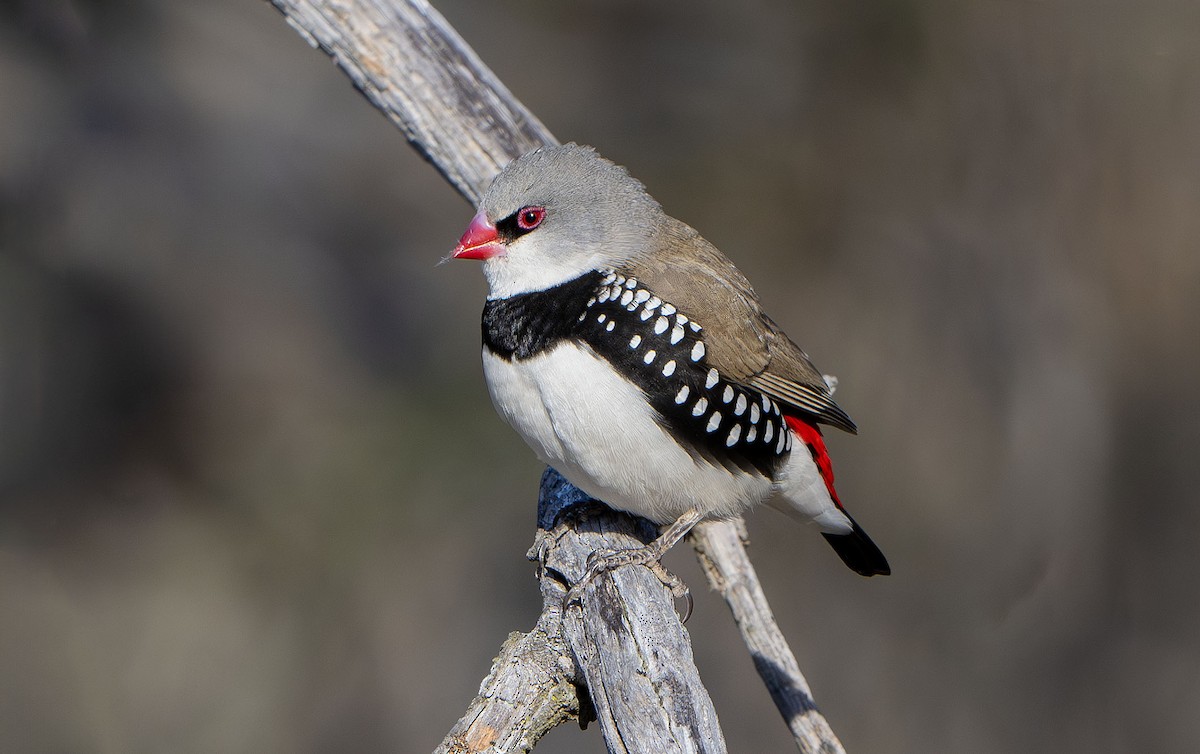 Diamond Firetail - ML619799591