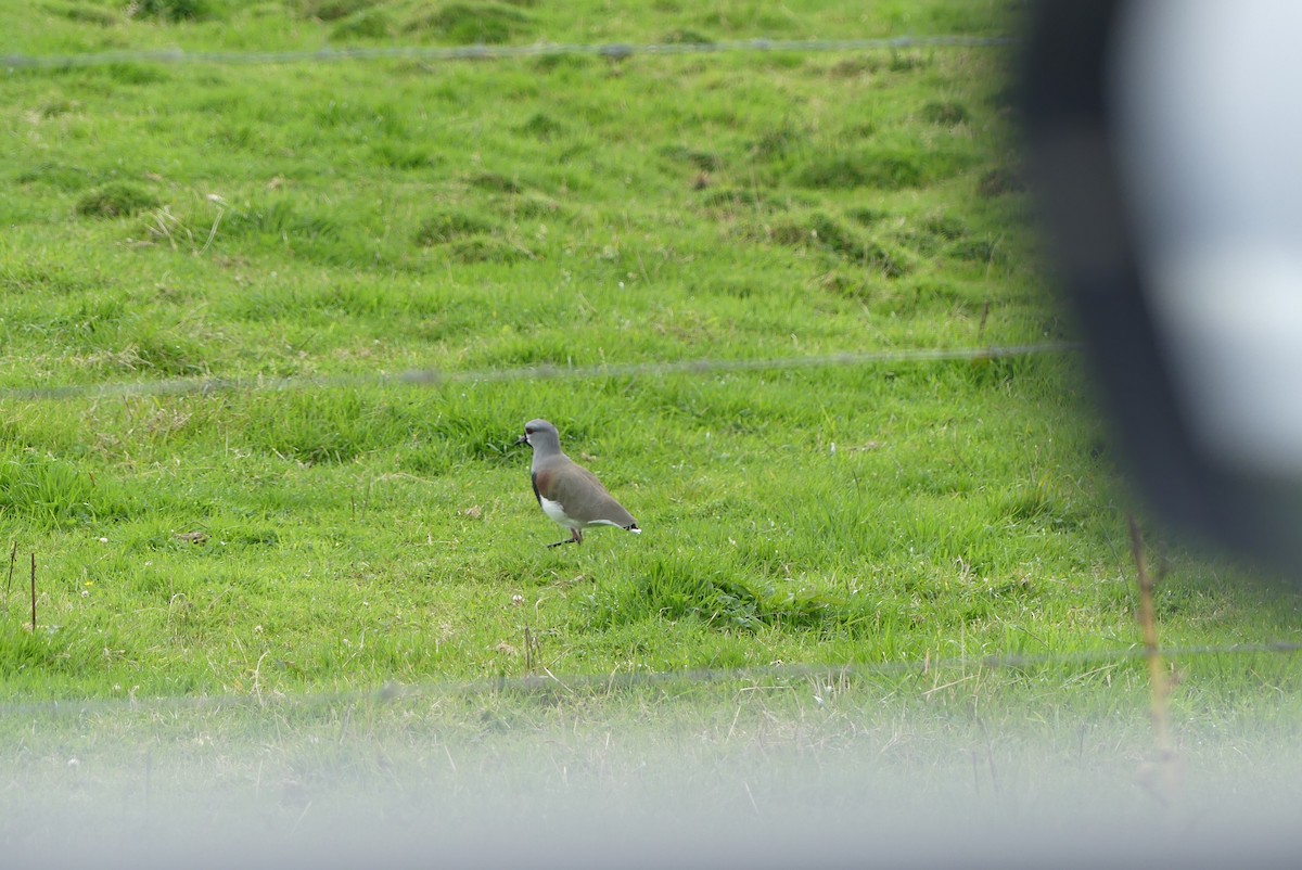 Southern Lapwing - ML619799600