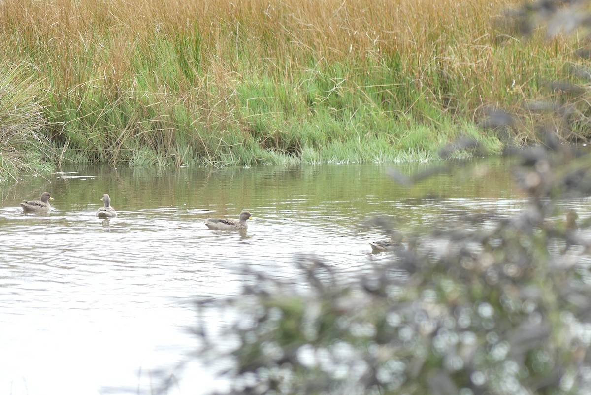 Yellow-billed Teal - ML619799622