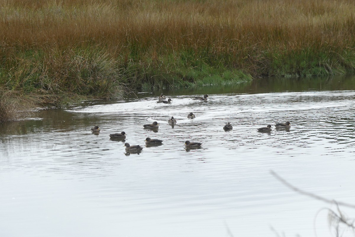 Yellow-billed Teal - ML619799623