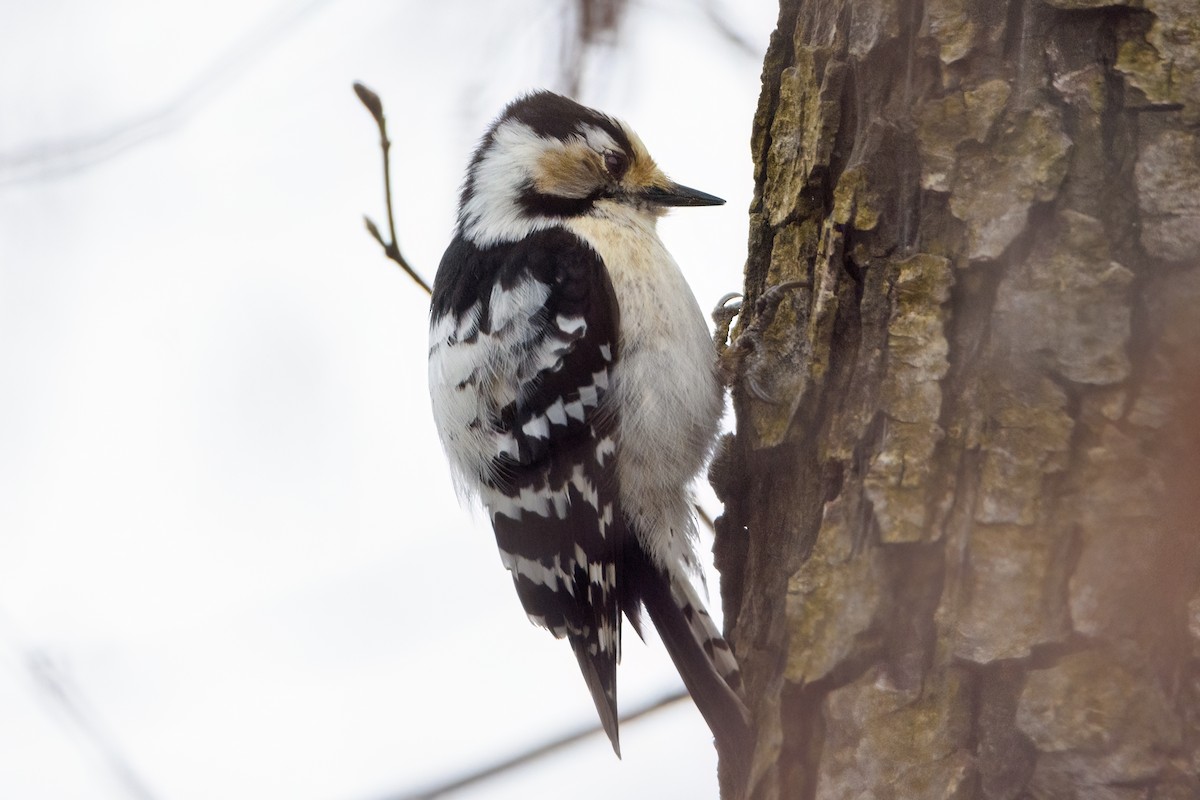 Lesser Spotted Woodpecker - ML619799624