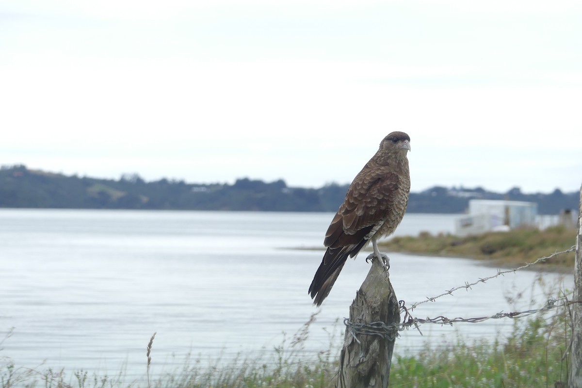 Chimango Caracara - ML619799633