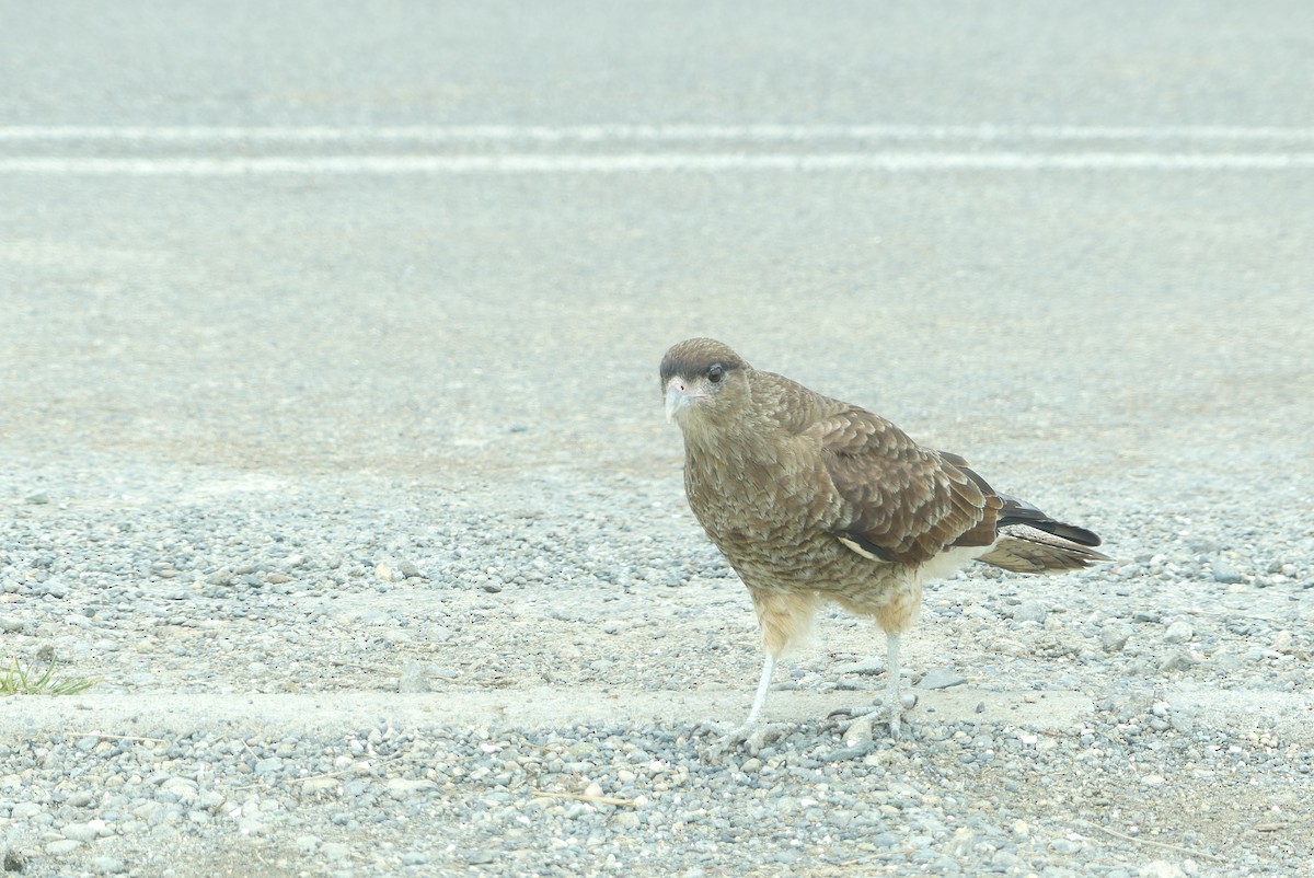 Chimango Caracara - ML619799635