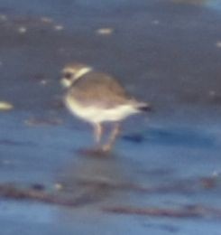 Common Ringed Plover - ML619799638