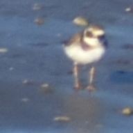 Common Ringed Plover - ML619799639