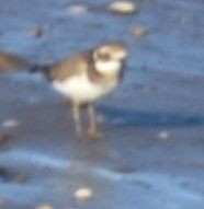 Common Ringed Plover - ML619799640