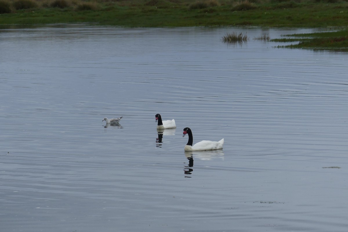 Black-necked Swan - ML619799654