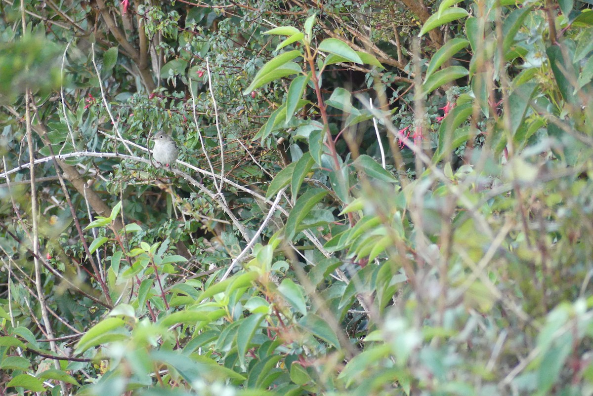 White-crested Elaenia - ML619799662