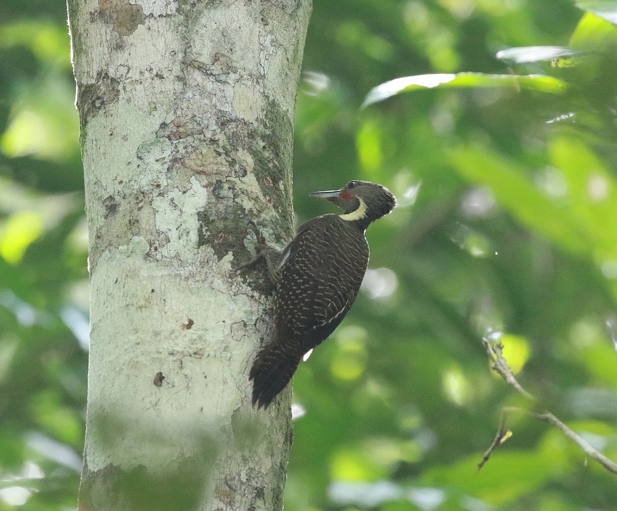 Buff-necked Woodpecker - ML619799669