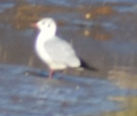 Black-headed Gull - ML619799670