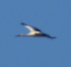 White Stork - ML619799686