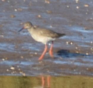 Common Redshank - ML619799691