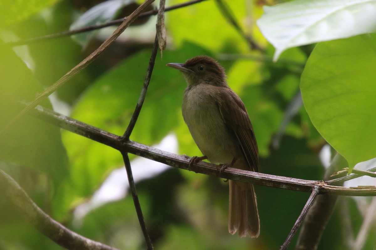 Charlotte's Bulbul - ML619799706