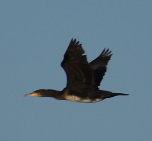 Great Cormorant - ML619799709