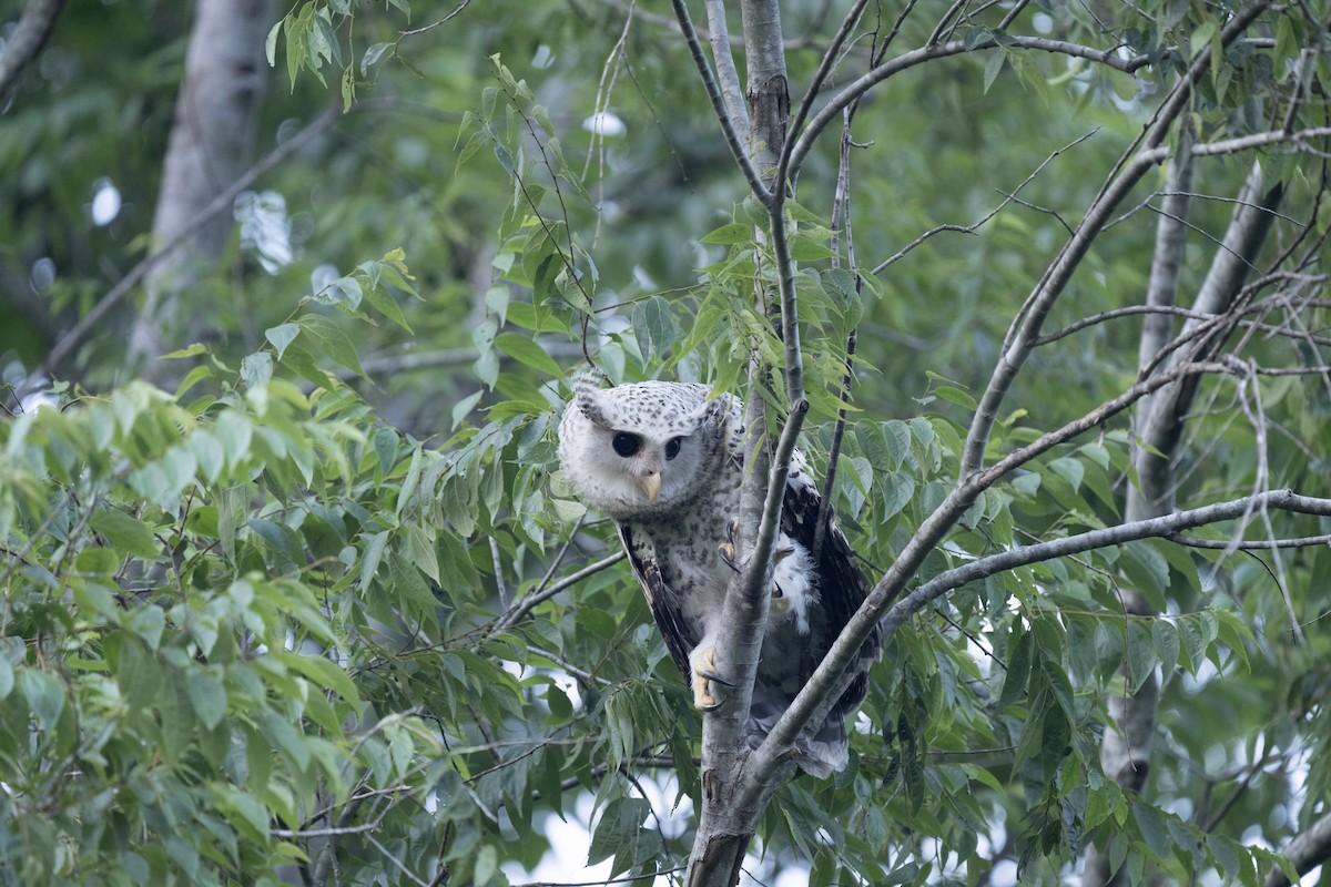 Spot-bellied Eagle-Owl - ML619799712
