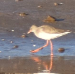 Common Redshank - ML619799715