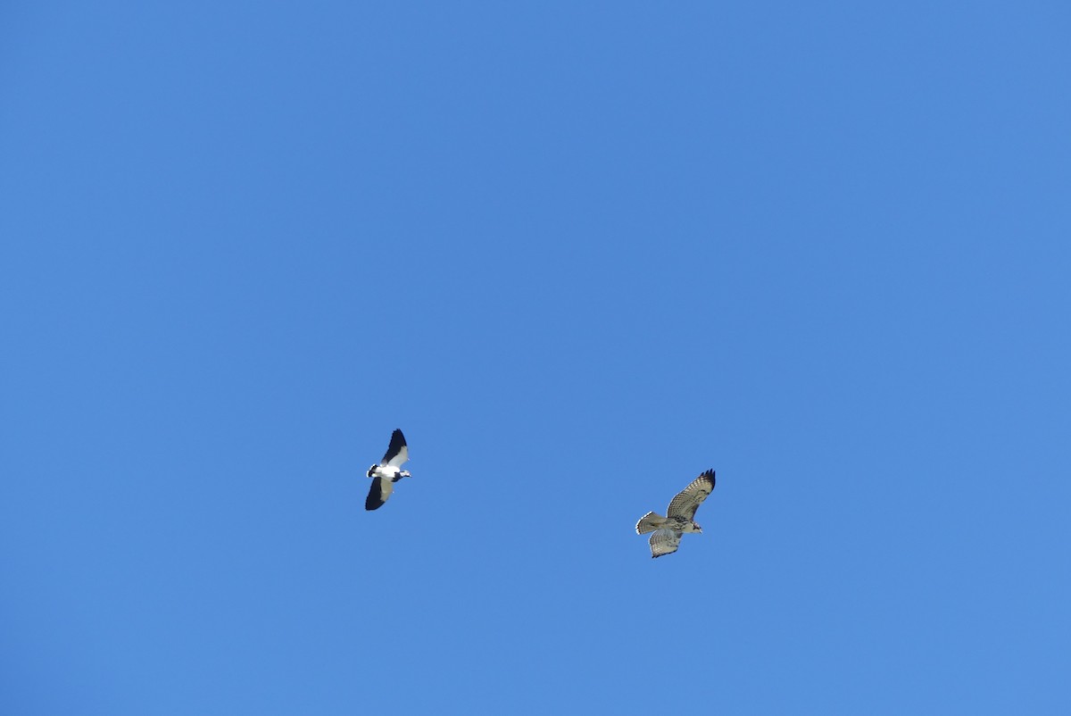 Rufous-tailed Hawk - ML619799716