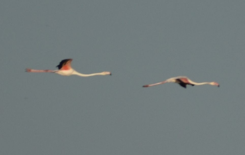 Greater Flamingo - ML619799718