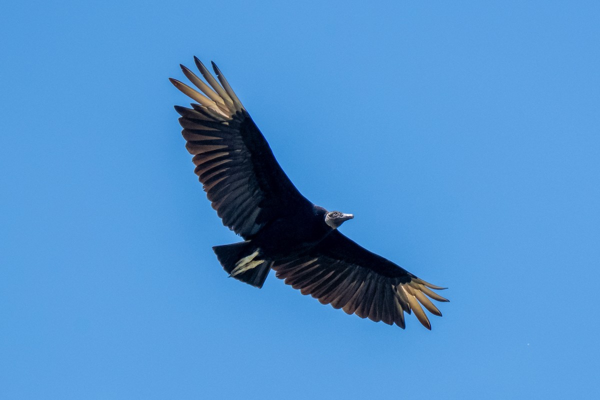 Black Vulture - ML619799721