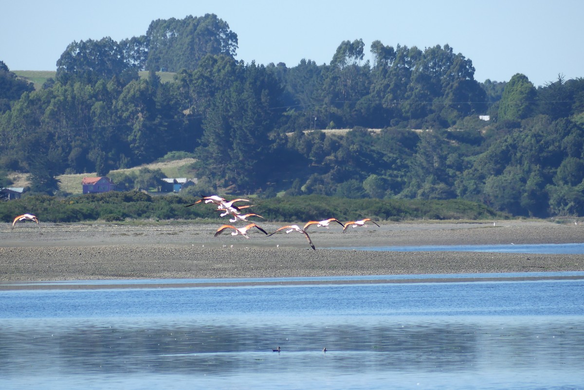 Chilean Flamingo - ML619799734